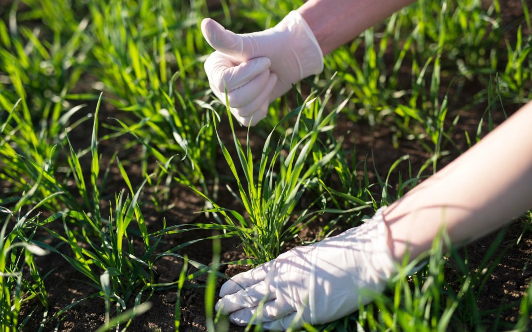 Segurança e Saúde no Trabalho Agrícola